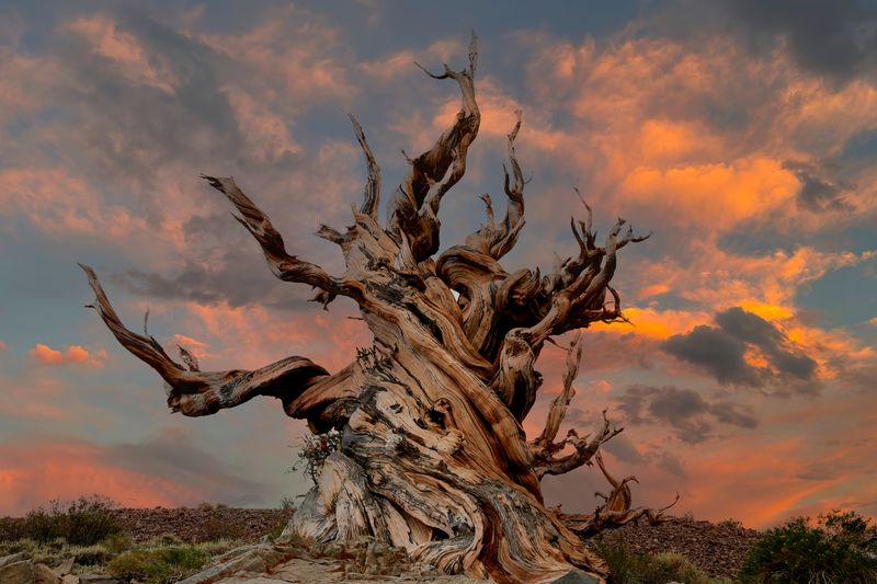 Photo of the oldest non-clonal tree in the world, Methuselah.