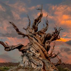 Photo of the oldest non-clonal tree in the world, Methuselah.