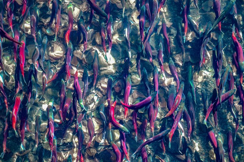 The photo is looking directly down on a shallow river with dozens of red-backed salmon swimming up stream. The fish have rainbow of dark blue and pink/red bodies that are shining in the sun. 