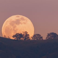 The moon looking particularly large (and pretty) as it sits on the horizon. 