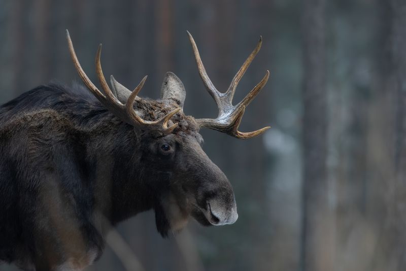 Moose (Alces alces) Elk mammal