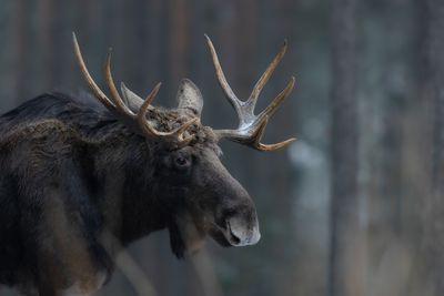 Moose (Alces alces) Elk mammal