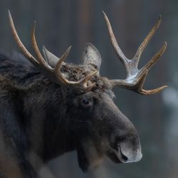 Moose (Alces alces) Elk mammal