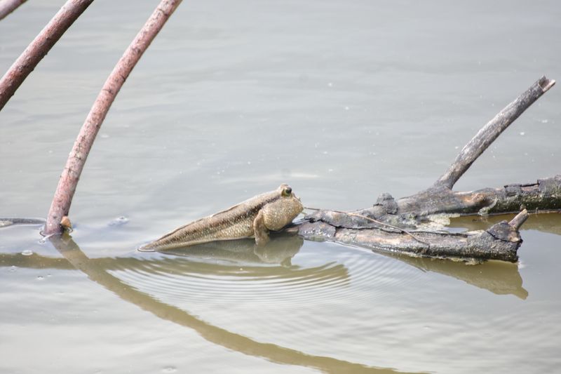 A small mudskipper sitter on a branch, just above the murky water. The fish has a large head and a long body with two little fins  that are supporting it like front legs.