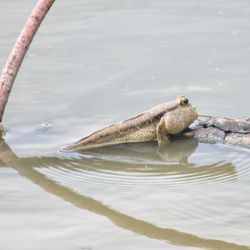 A small mudskipper sitter on a branch, just above the murky water. The fish has a large head and a long body with two little fins  that are supporting it like front legs.