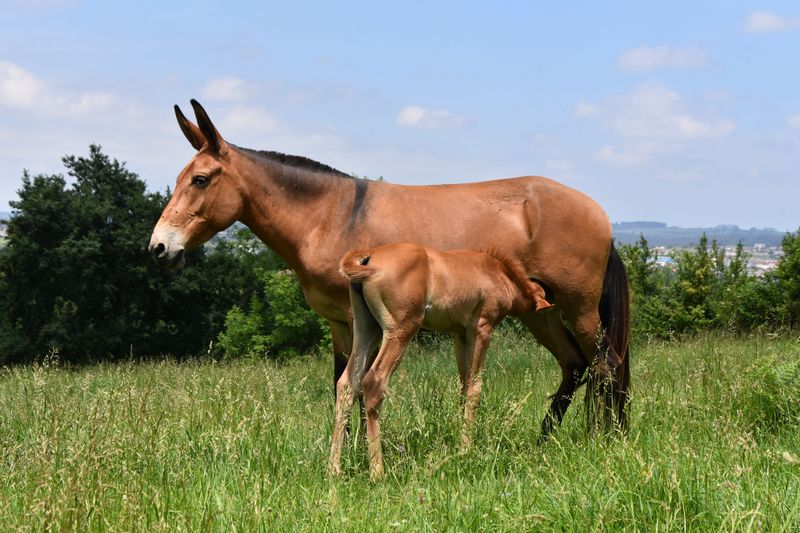mule in a field with a foal