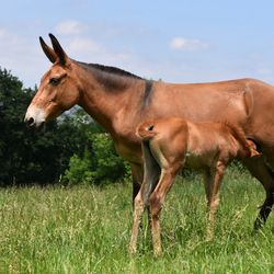 mule in a field with a foal