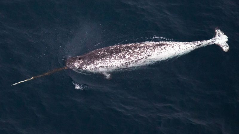aerial photograph of a narwhal swimming through dark water