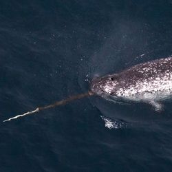 aerial photograph of a narwhal swimming through dark water