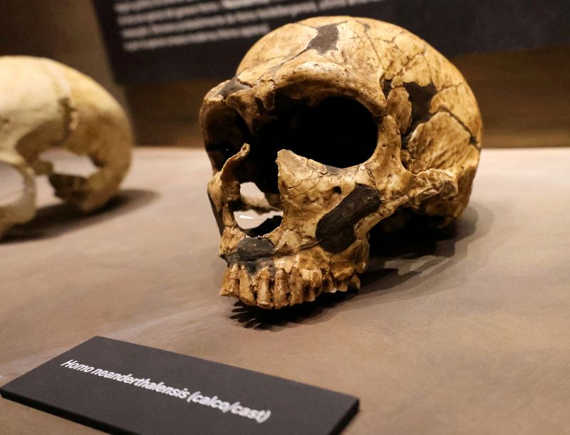 Neanderthal skull