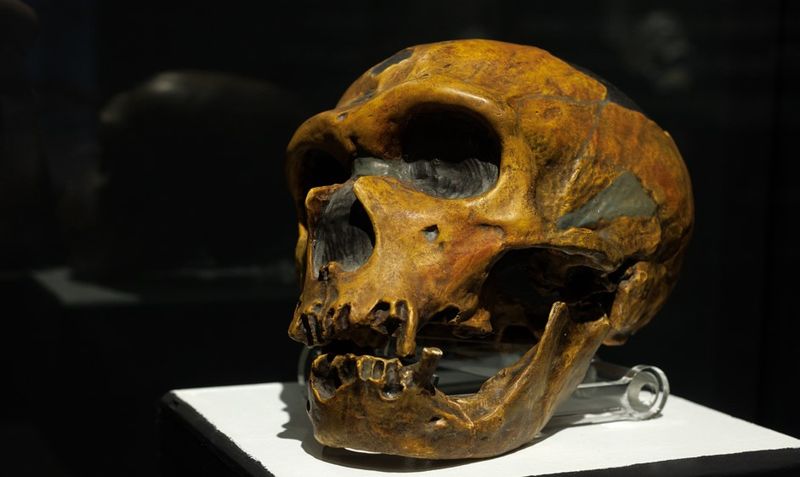 Neanderthal skull