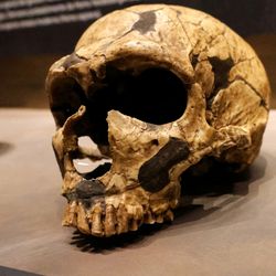Neanderthal skull