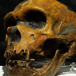 Neanderthal skull
