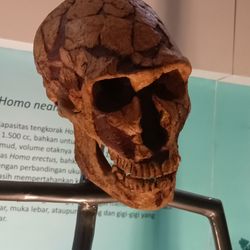 Neanderthal skull