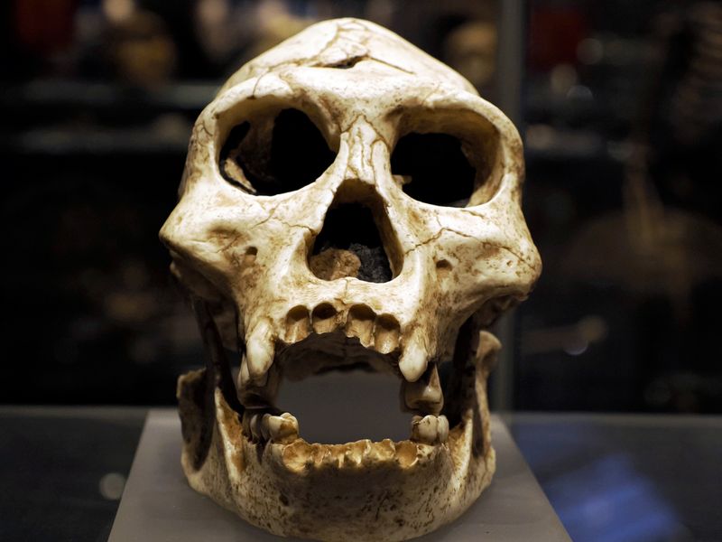 Skull of a Neanderthal in the museum