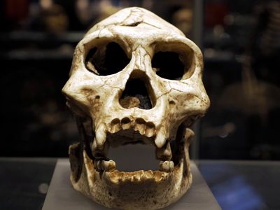 Skull of a Neanderthal in the museum