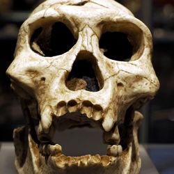 Skull of a Neanderthal in the museum