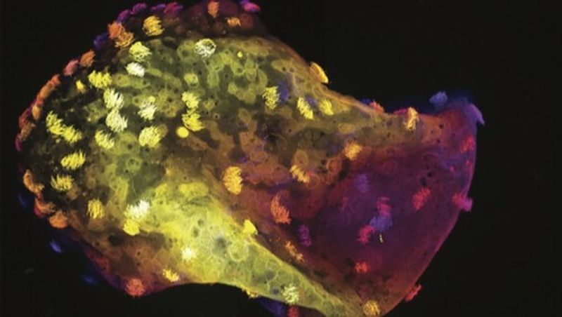 A microscopy image of a neurobot, stained with a substance that highlights its surface cilia.