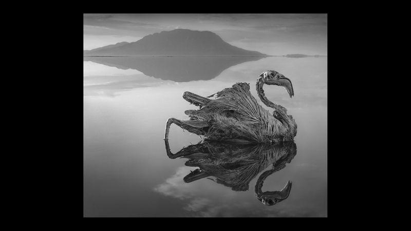 A mummified flamingo picture taken by photographer Nick Brandt. It floats upright on the water in front of Lake Natron.