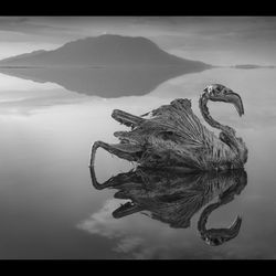 A mummified flamingo picture taken by photographer Nick Brandt. It floats upright on the water in front of Lake Natron.