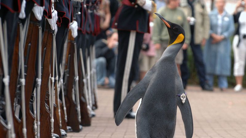 Nils Olav, a male king penguin, inspects the Kings Guard of Norway after being bestowed with a knighthood at Edinburgh Zoo in Scotland