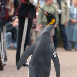 Nils Olav, a male king penguin, inspects the Kings Guard of Norway after being bestowed with a knighthood at Edinburgh Zoo in Scotland