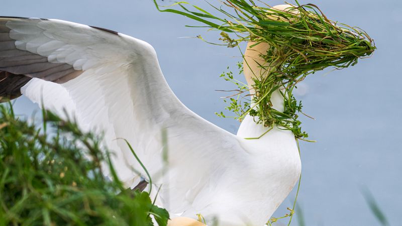 A gannet with wings outstretched behind has a clump of grass blown over its face and beak