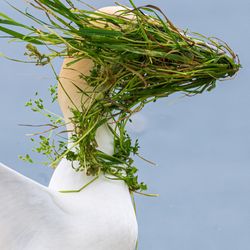 A gannet with wings outstretched behind has a clump of grass blown over its face and beak