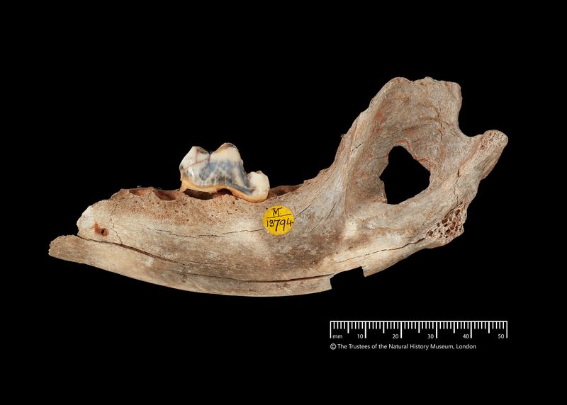 Palaeolithic dog jawbone from Gough's Cave