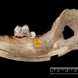 Palaeolithic dog jawbone from Gough's Cave