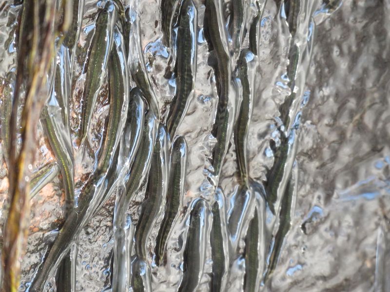 Lots of small, grey-brown fish cling onto a wet cliff face as they attempt to climb up a waterfall using their fins.