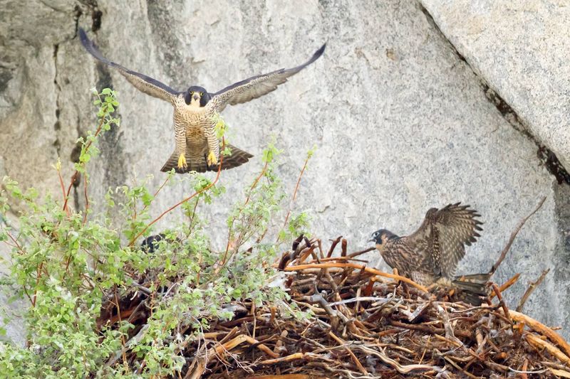 two peregrines, one sitting in a nest and one landing on it