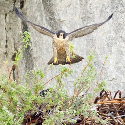 two peregrines, one sitting in a nest and one landing on it
