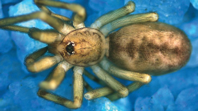 A close up of a spider specimen. The animal has its legs curled in under it. It Has a sandy brown color across its body, with darker patches running down the center of its abdomen.