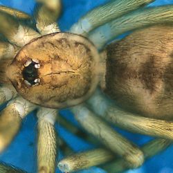 A close up of a spider specimen. The animal has its legs curled in under it. It Has a sandy brown color across its body, with darker patches running down the center of its abdomen.