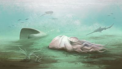 Palaeoart recreation of Pohlsepia mazonensis, dead on the ocean floor.