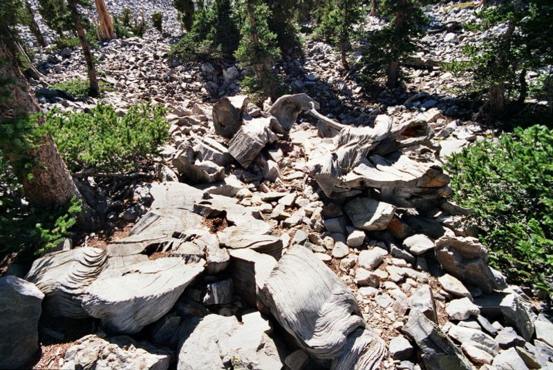 The stump of Prometheus in the Wheeler Bristlecone Pine Grove at Great Basin National Park, Nevada.