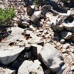 The stump of Prometheus in the Wheeler Bristlecone Pine Grove at Great Basin National Park, Nevada.