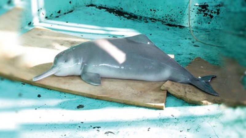 "Qiqi", the last captive Chinese river dolphin (Lipotes vexillifer), which died in 2002.