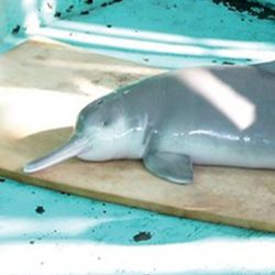 "Qiqi", the last captive Chinese river dolphin (Lipotes vexillifer), which died in 2002.