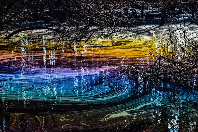 rainbow film sits on top of water in a swamp