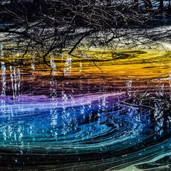 rainbow film sits on top of water in a swamp
