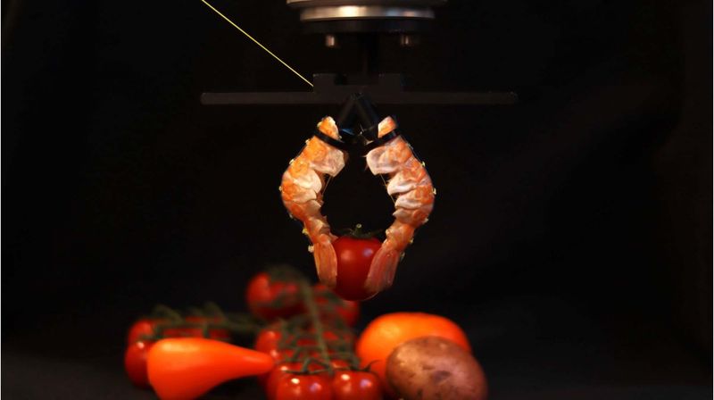 Demonstration of the robotic gripper made from langoustine tails.