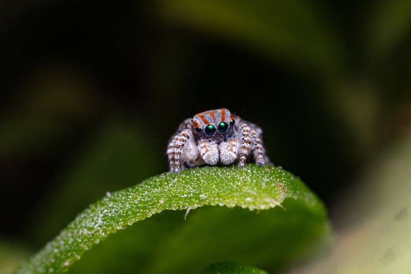 A beatiful grey and orange jumping spider on a leaf looking rather downcast