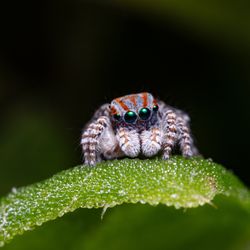 A beatiful grey and orange jumping spider on a leaf looking rather downcast