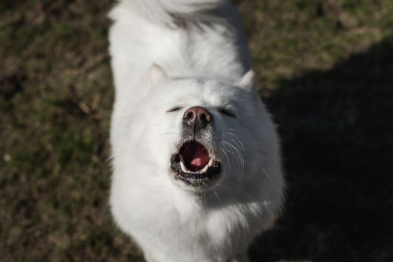 White dog howling looking up straight at the camera