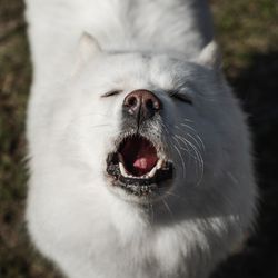 White dog howling looking up straight at the camera