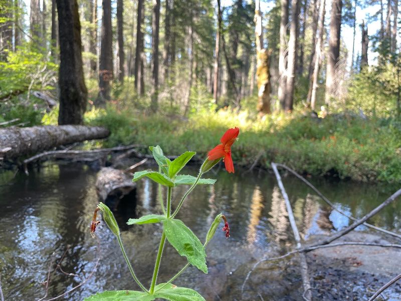 Scarlet monkeyflower plant by stream habitat  Credit Seema Sheth