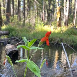 Scarlet monkeyflower plant by stream habitat  Credit Seema Sheth