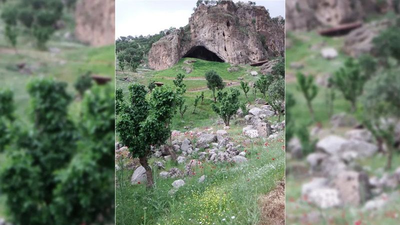Wildflowers outside Shanidar Cave